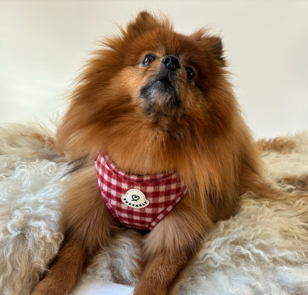 Gingham Harness