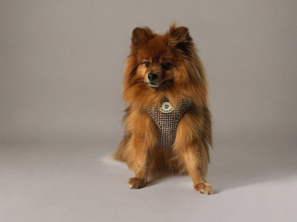 Biscuit Check Geschirr