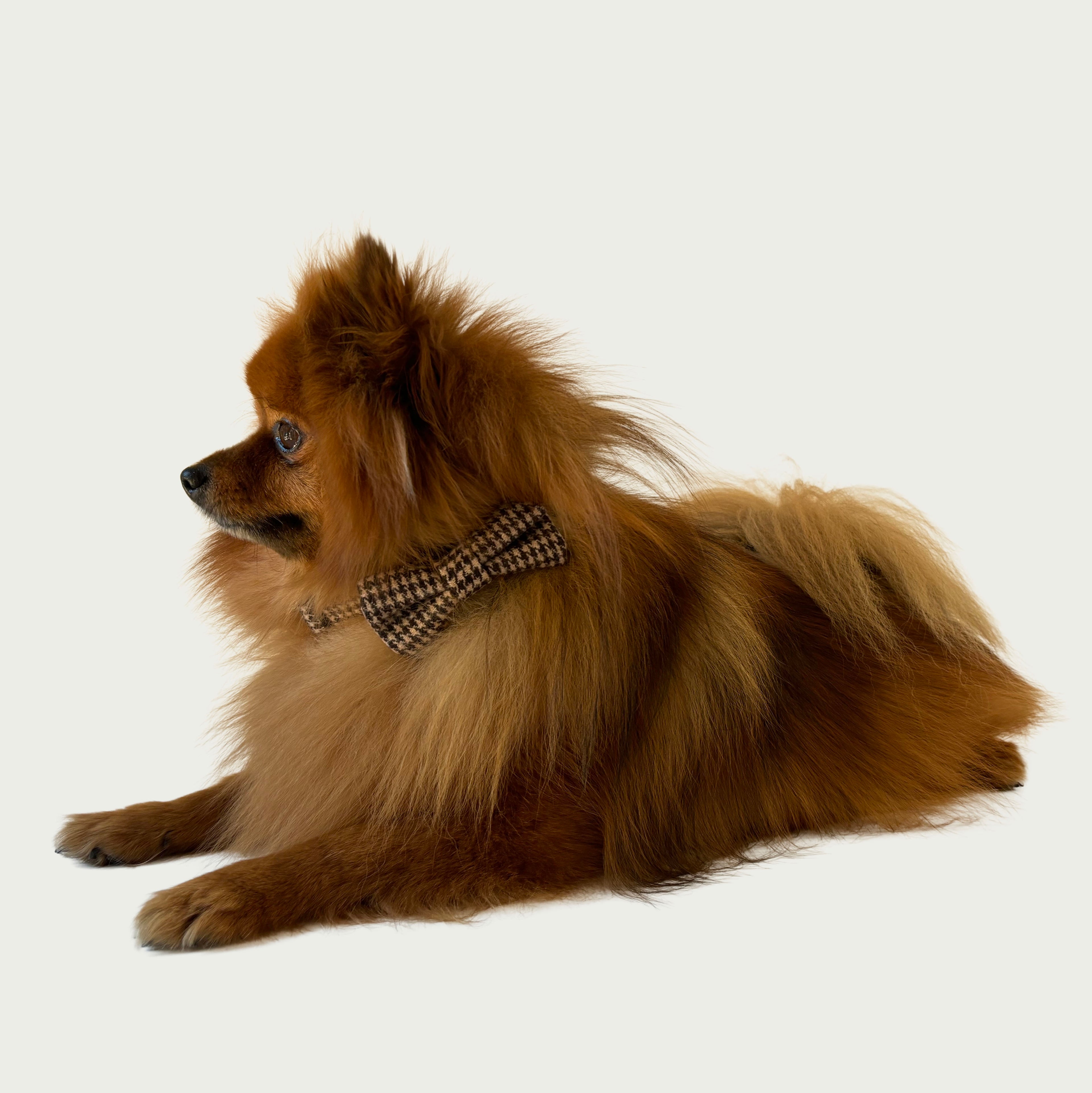 Biscuit Check Fliege