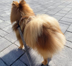 Biscuit Check Leash