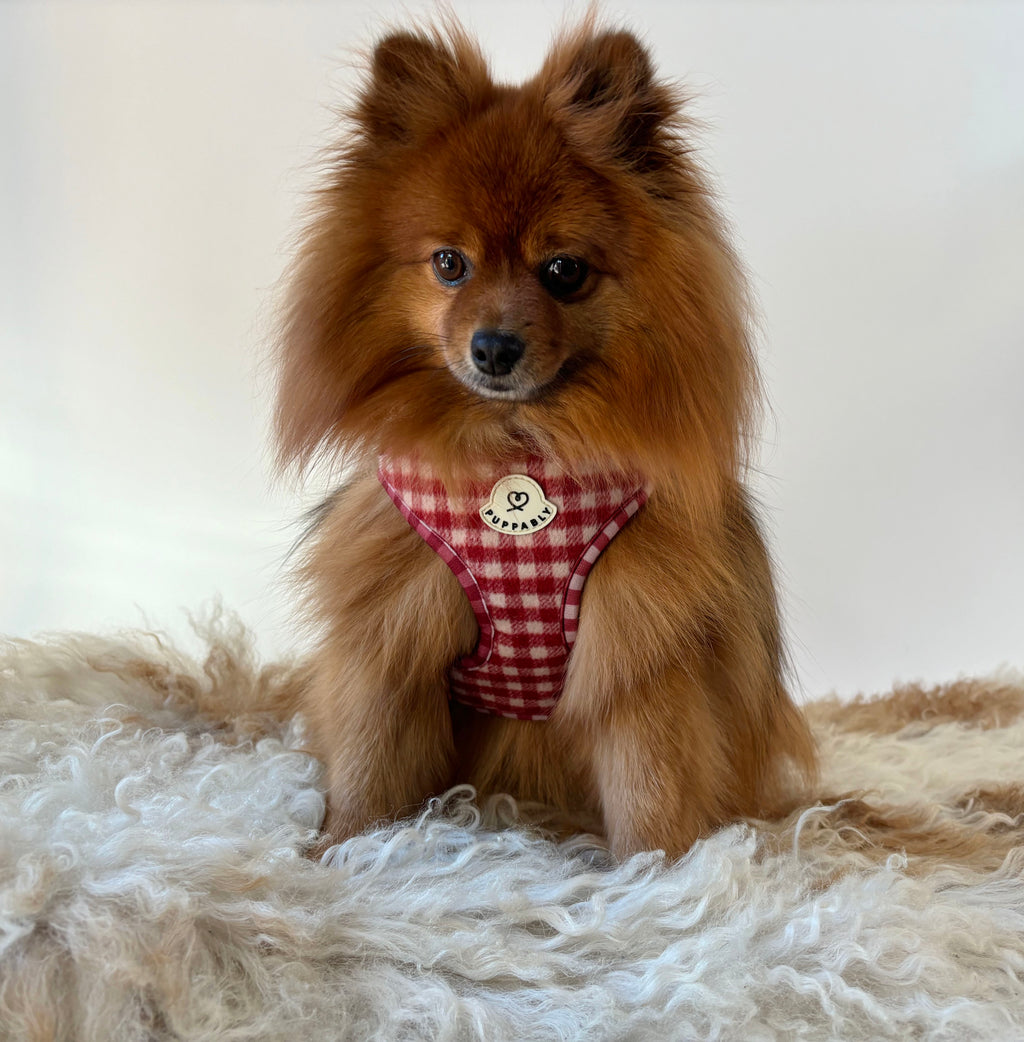 Gingham Harness