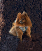 Whimsical Harness