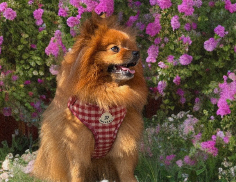 Gingham Harness